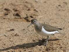 Common Sandpiper