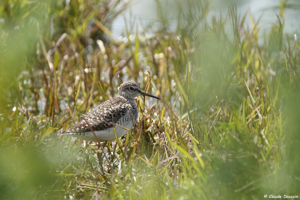 Wood Sandpiper