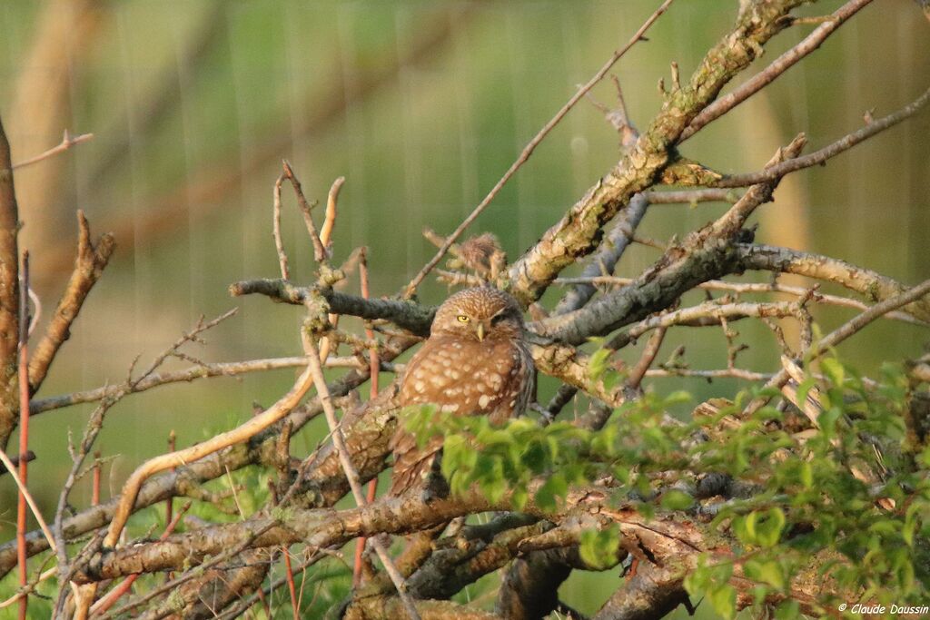 Little Owl