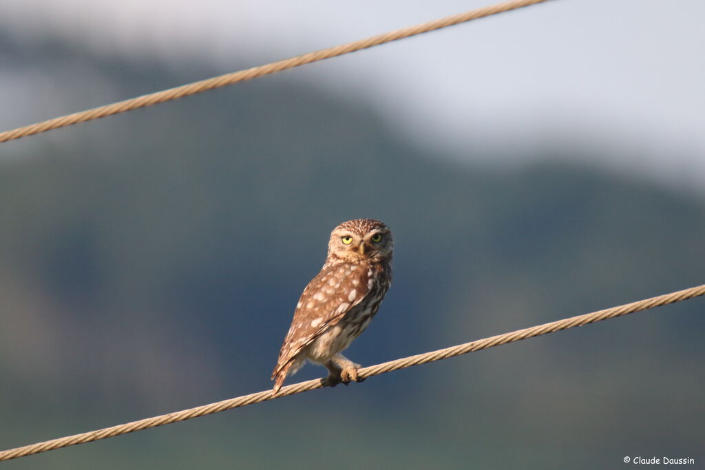 Little Owl