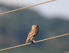 Little Owl