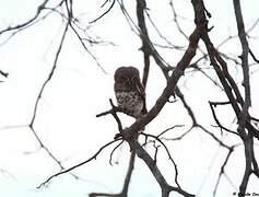 African Barred Owlet