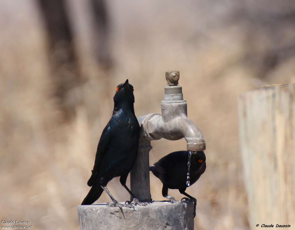 Cape Starling, drinks