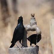 Cape Starling