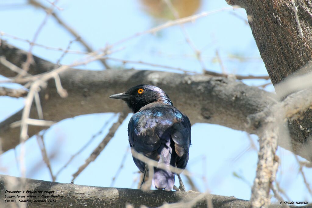 Cape Starling