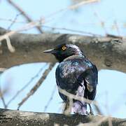 Cape Starling