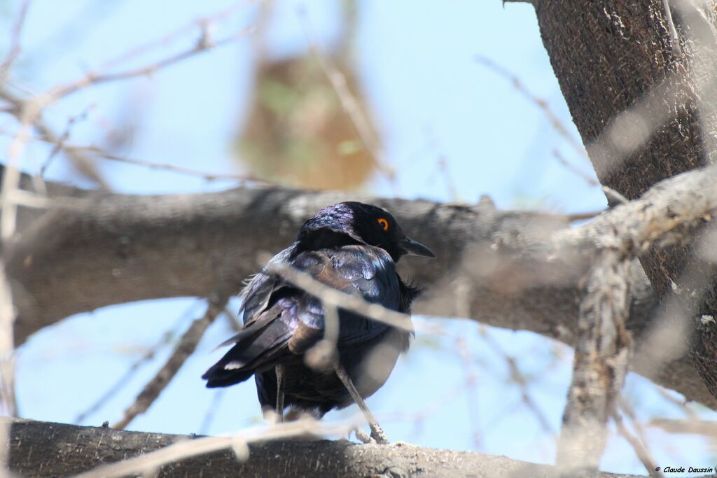 Cape Starling