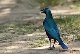 Greater Blue-eared Starling