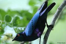 Greater Blue-eared Starling