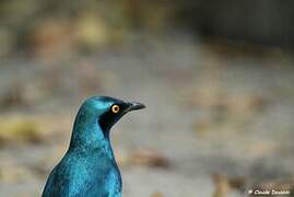 Greater Blue-eared Starling