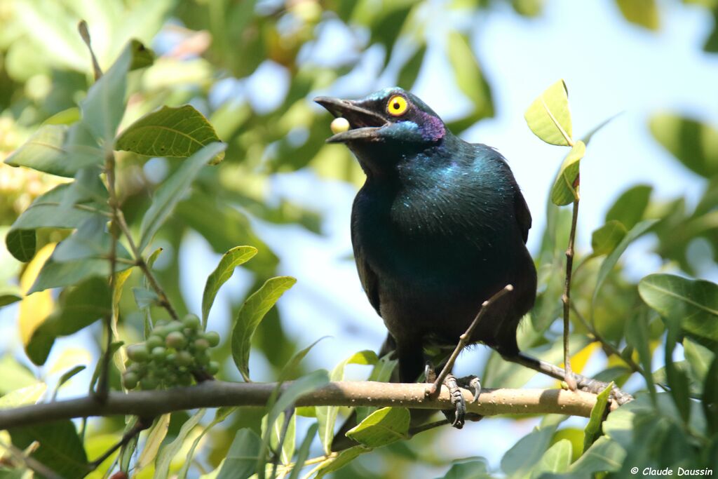 Choucador à oreillons bleus