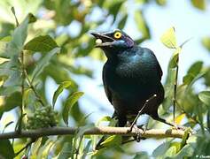 Greater Blue-eared Starling