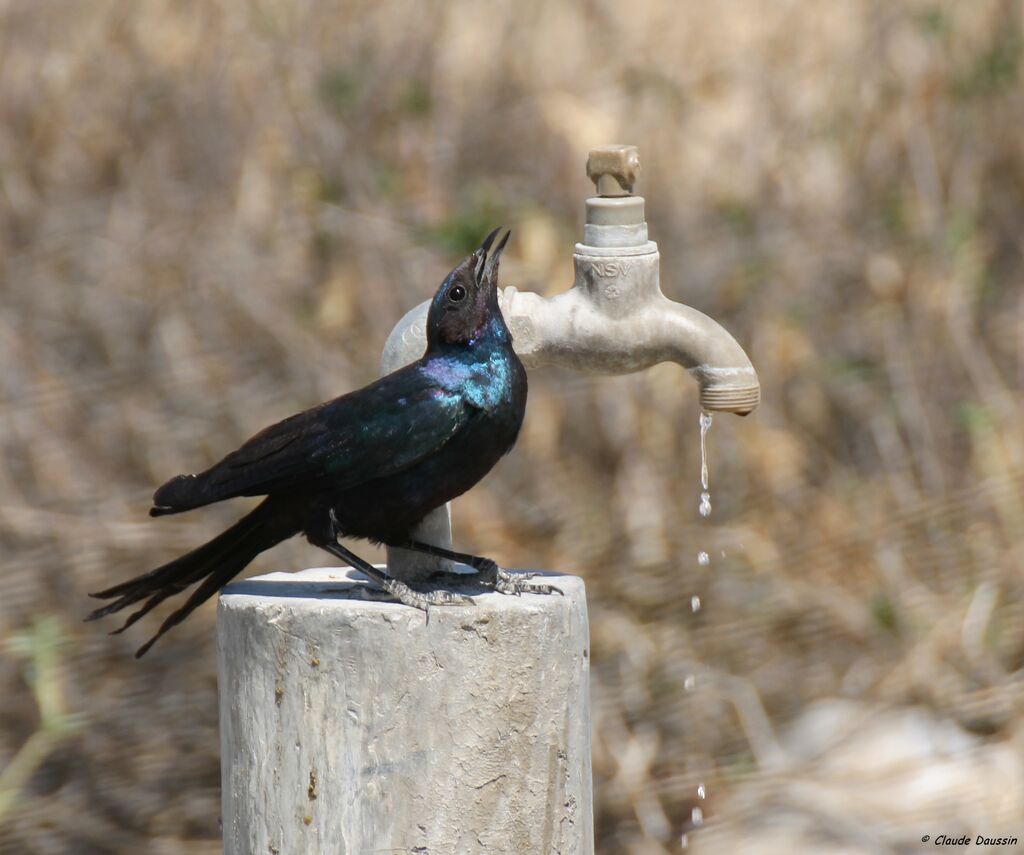 Burchell's Starling