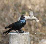 Burchell's Starling