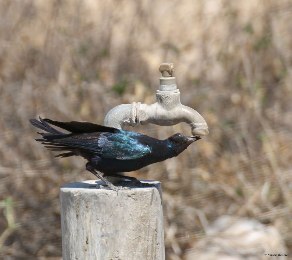 Burchell's Starling