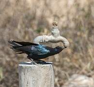 Burchell's Starling