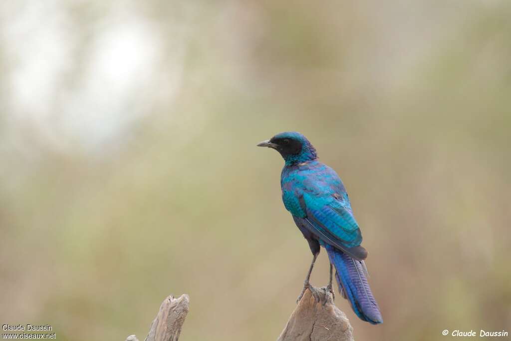 Burchell's Starlingimmature