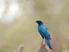 Burchell's Starling