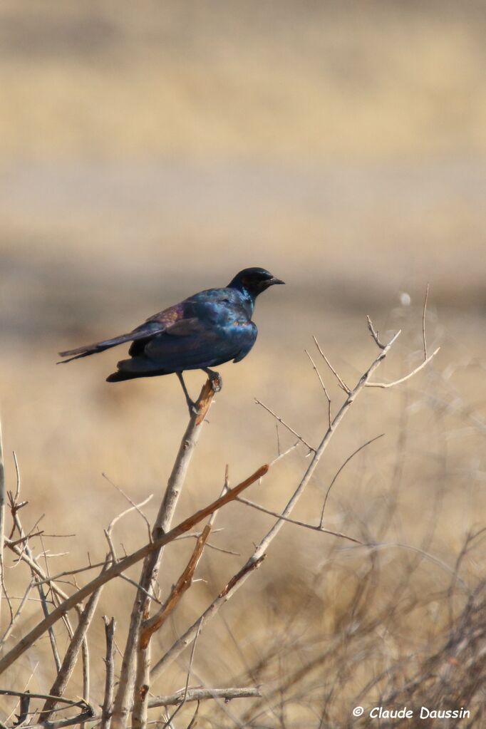 Meves's Starling