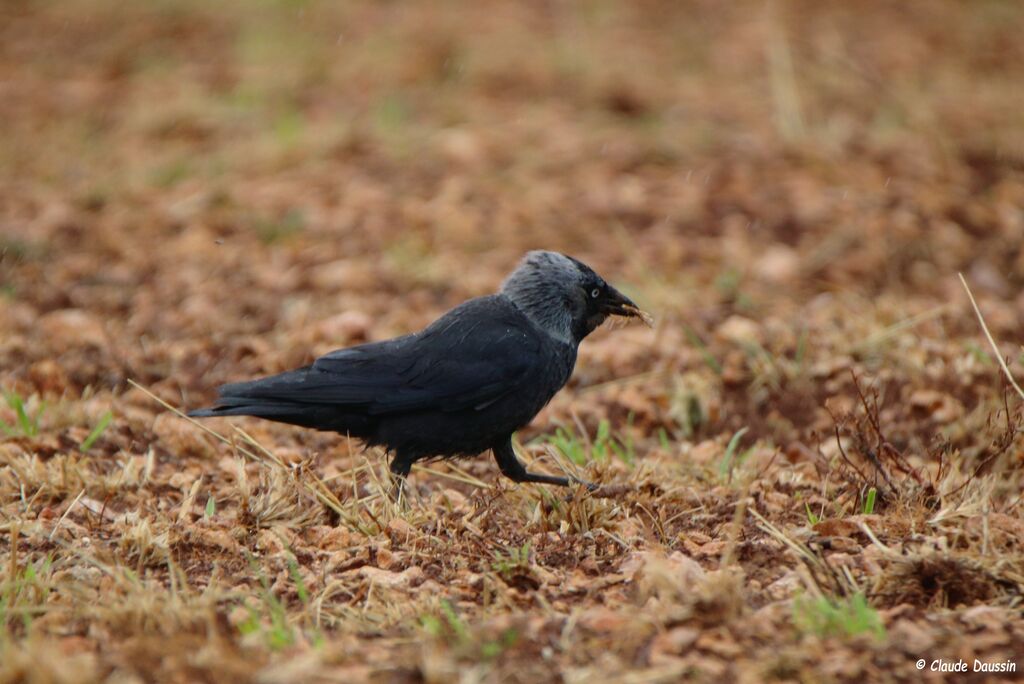 Western Jackdaw