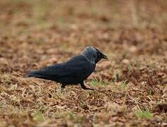 Western Jackdaw