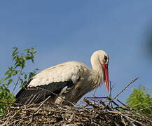 White Stork