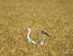 Cigogne blanche