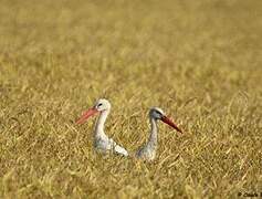 Cigogne blanche