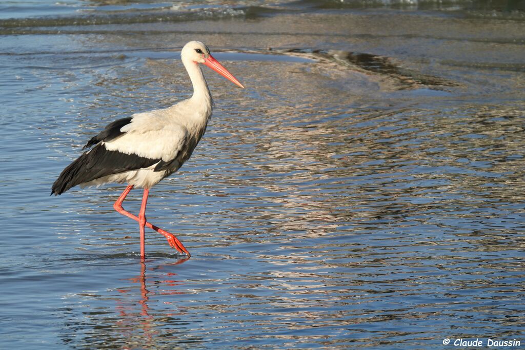 White Stork