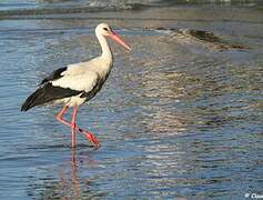 White Stork