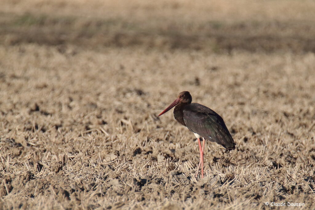 Cigogne noire