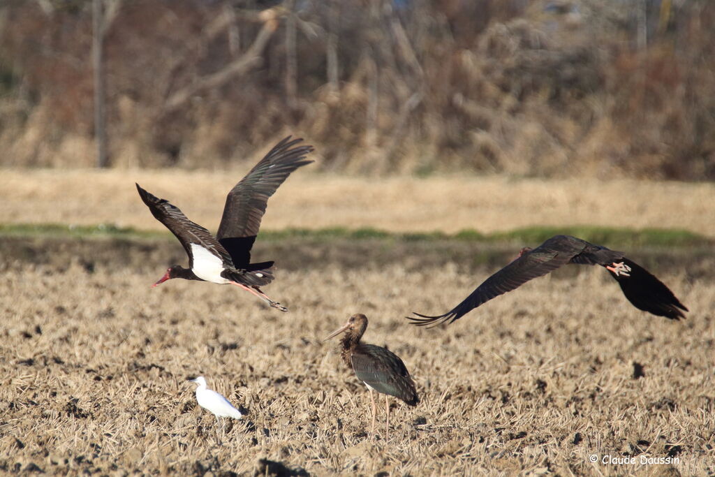 Black Stork