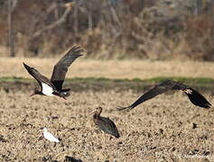 Cigogne noire