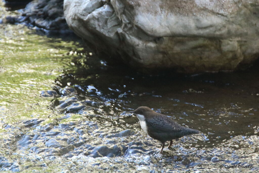 White-throated Dipper