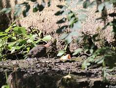 White-throated Dipper