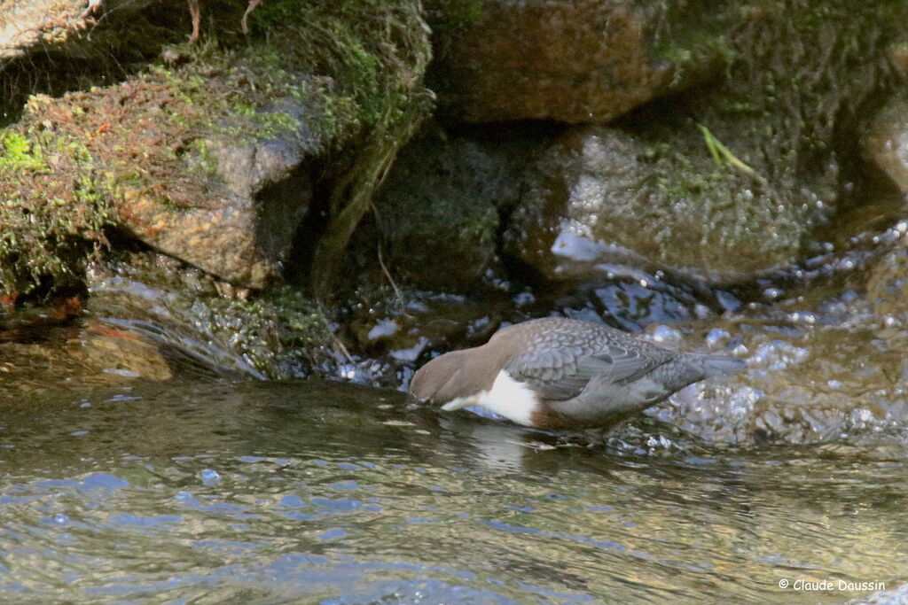 White-throated Dipper male, fishing/hunting