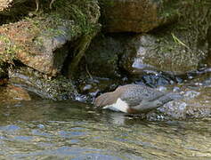 White-throated Dipper