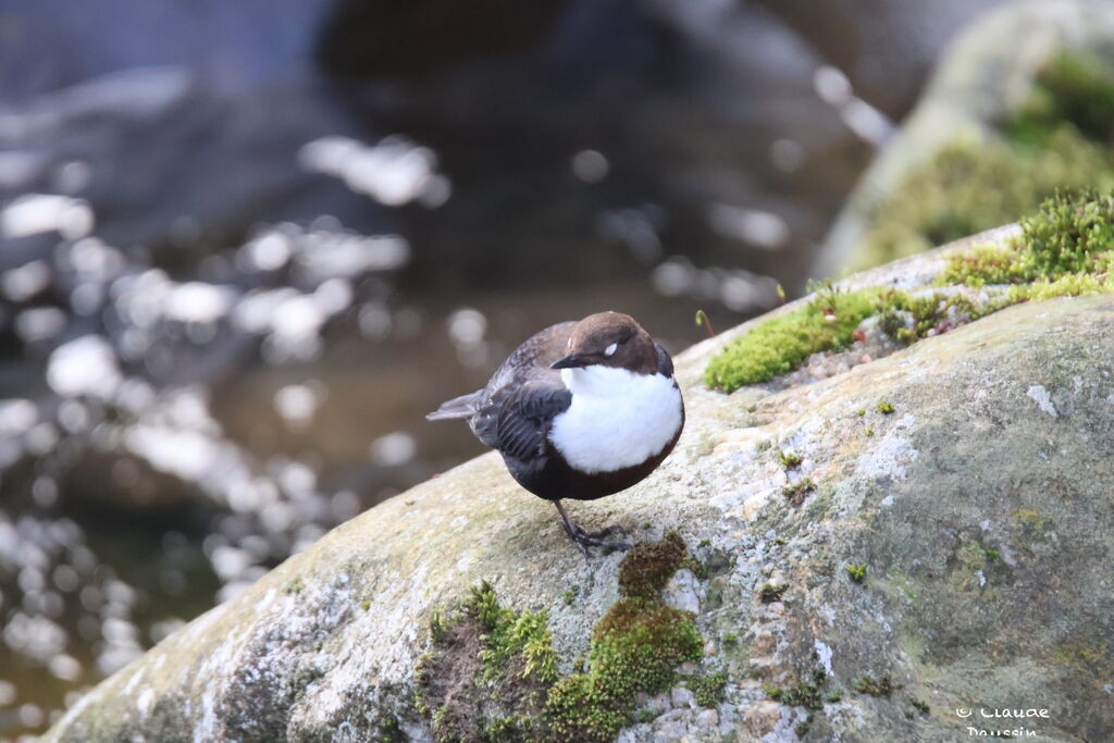 White-throated Dipper male adult breeding