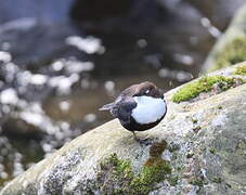 White-throated Dipper