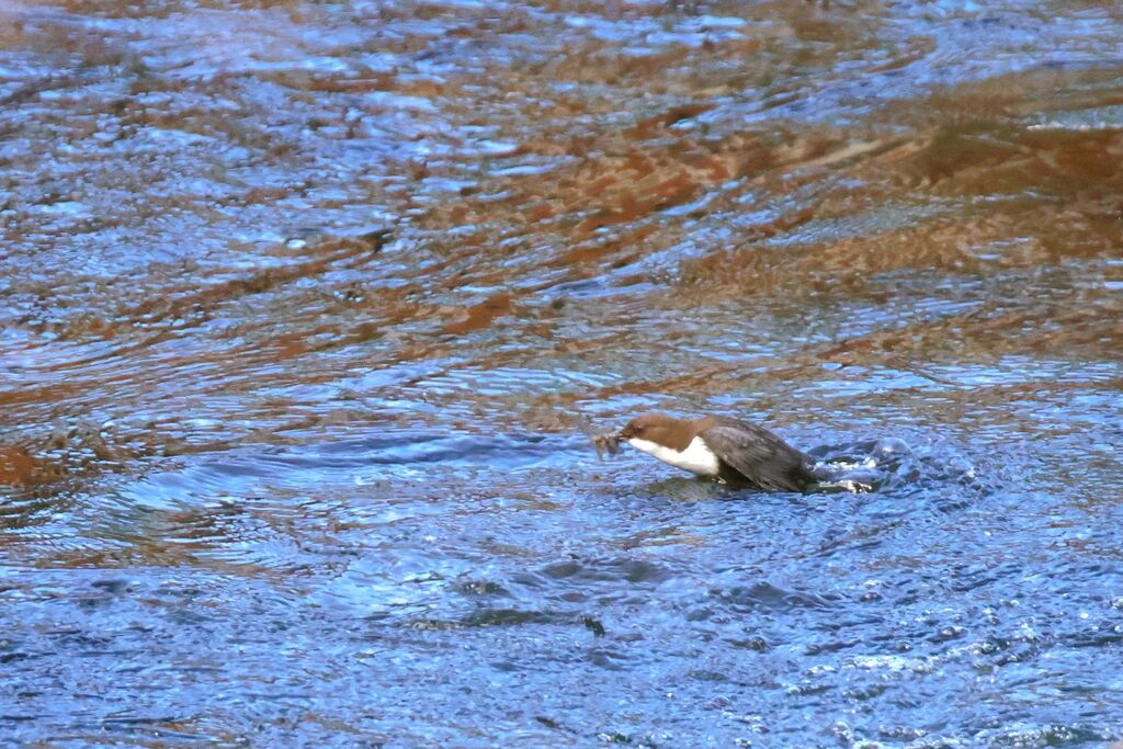 White-throated Dipper male adult breeding, fishing/hunting