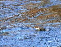 White-throated Dipper