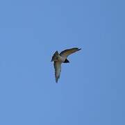 Black-chested Snake Eagle