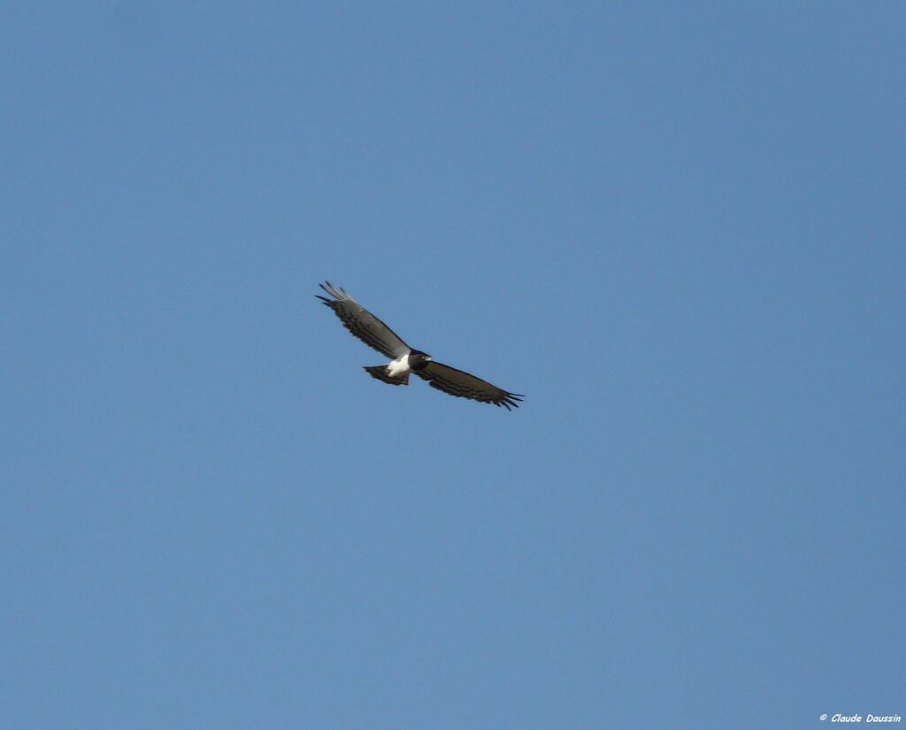 Black-chested Snake Eagle