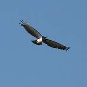 Black-chested Snake Eagle