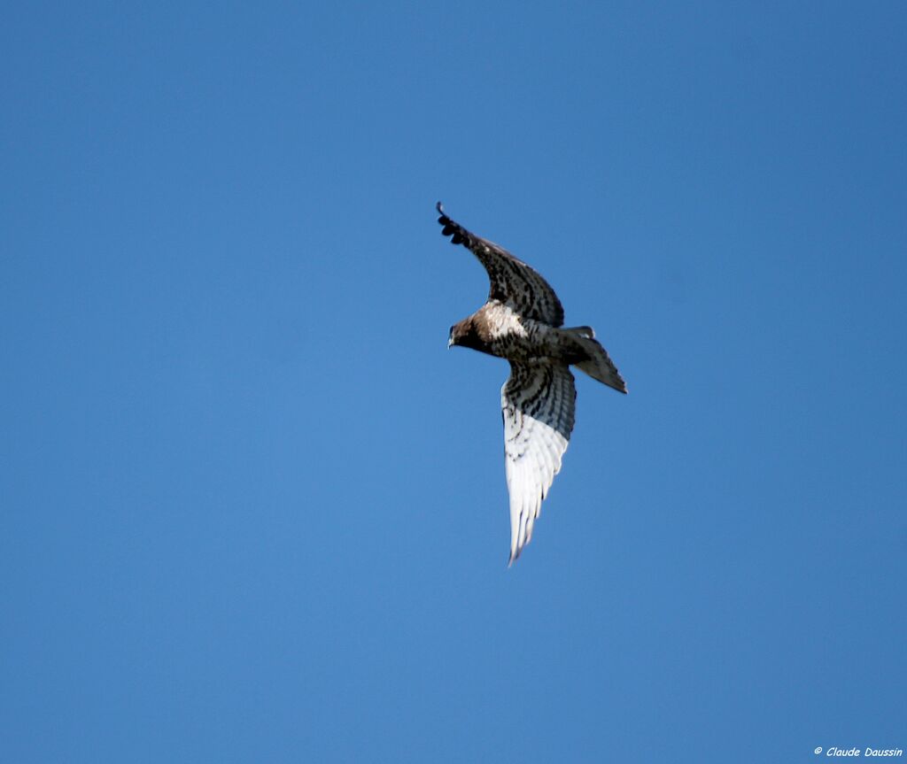 Short-toed Snake Eagle