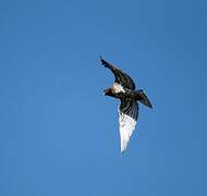 Short-toed Snake Eagle