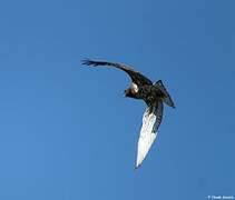 Short-toed Snake Eagle