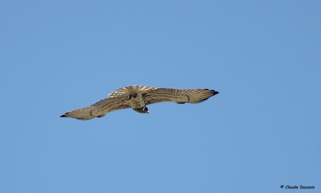 Short-toed Snake Eagle