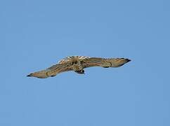 Short-toed Snake Eagle