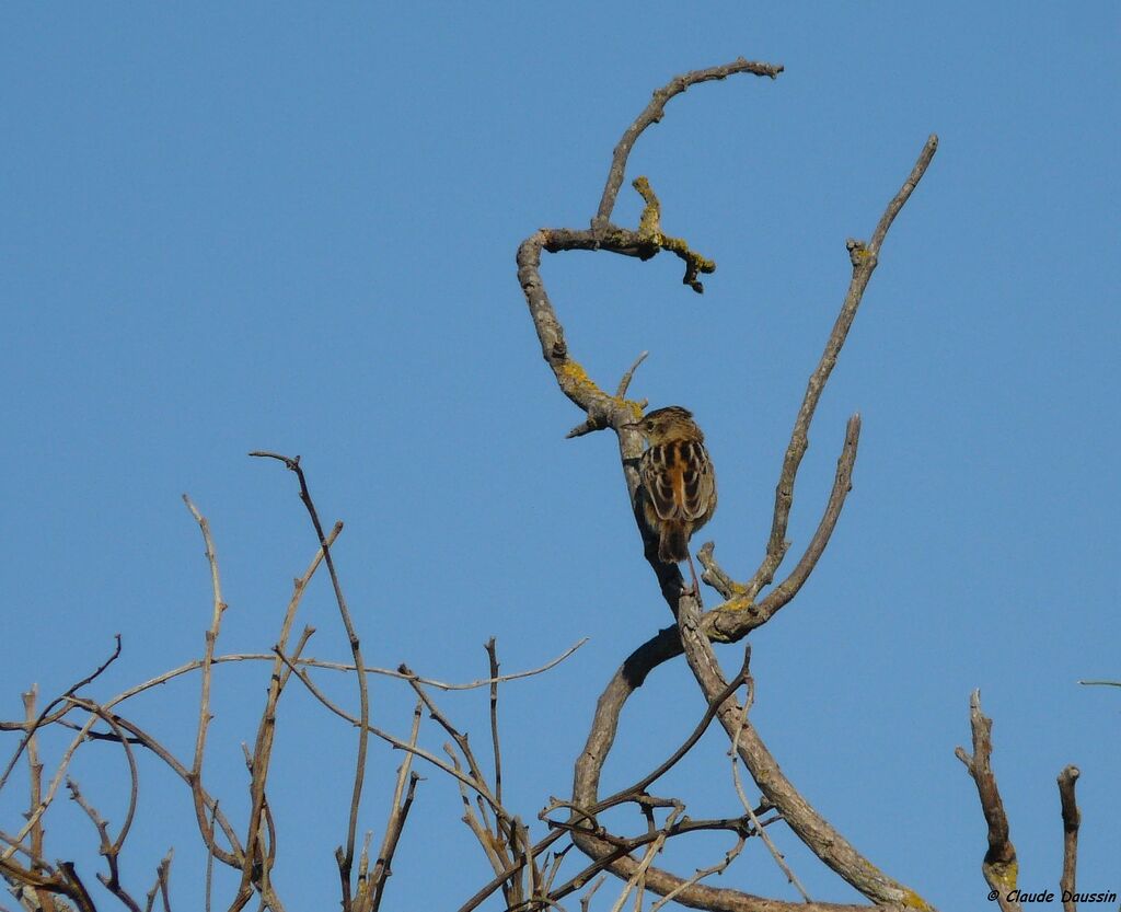 Zitting Cisticola